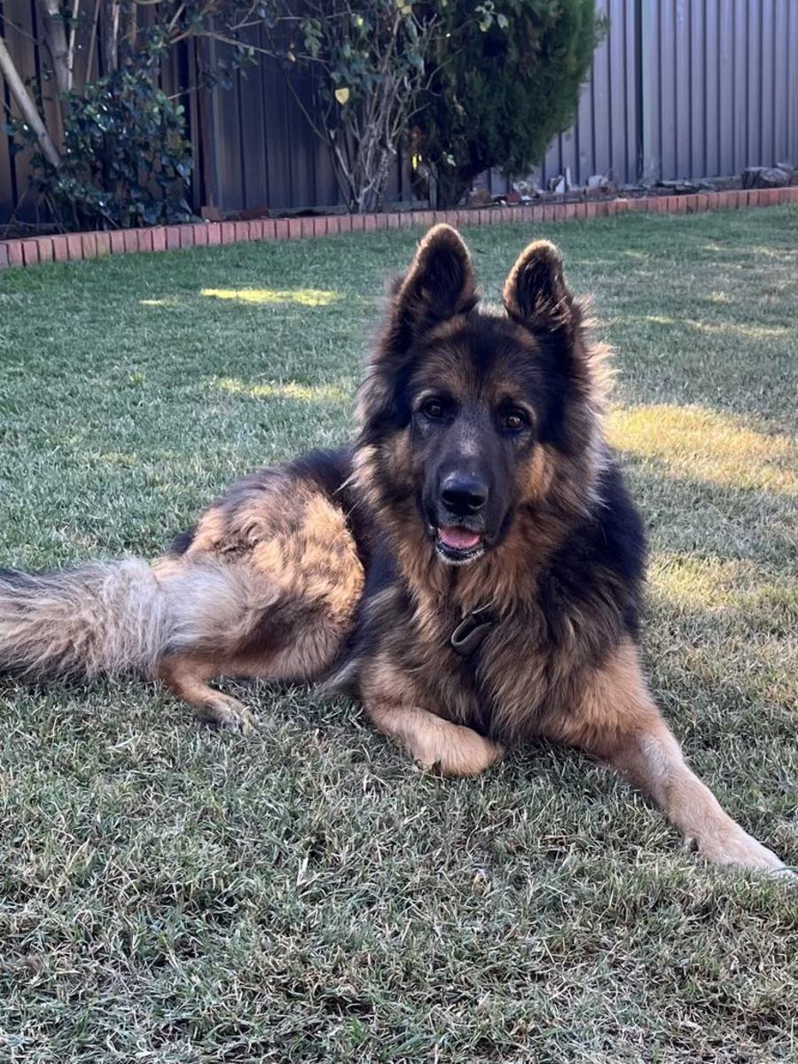 Belgian Malinois Old German Dog That Looks Like A Small German