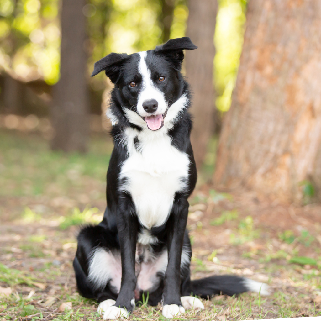 Slick - Medium Male Border Collie Mix Dog in QLD - PetRescue