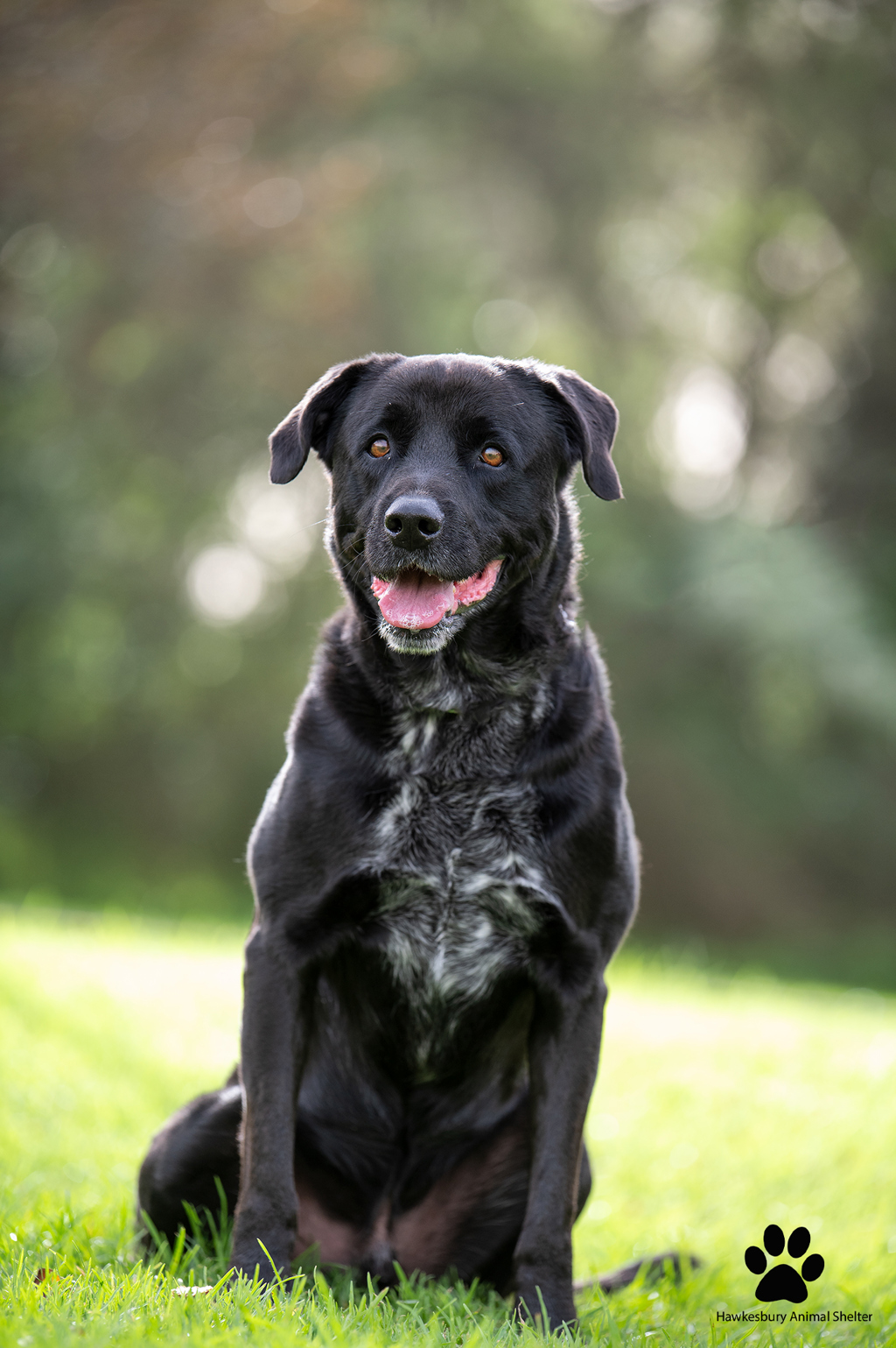 Dudley - Large Male Rottweiler x Staffy Mix Dog in NSW - PetRescue