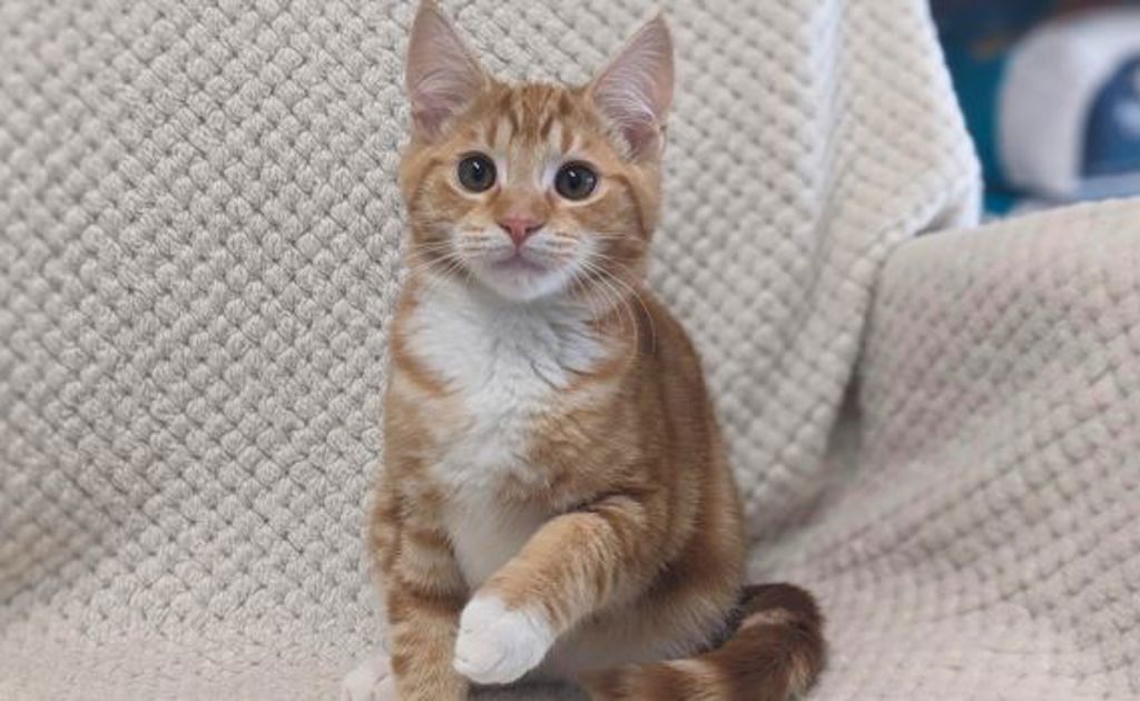 Apollo - Male Domestic Short Hair Mix Cat in VIC - PetRescue