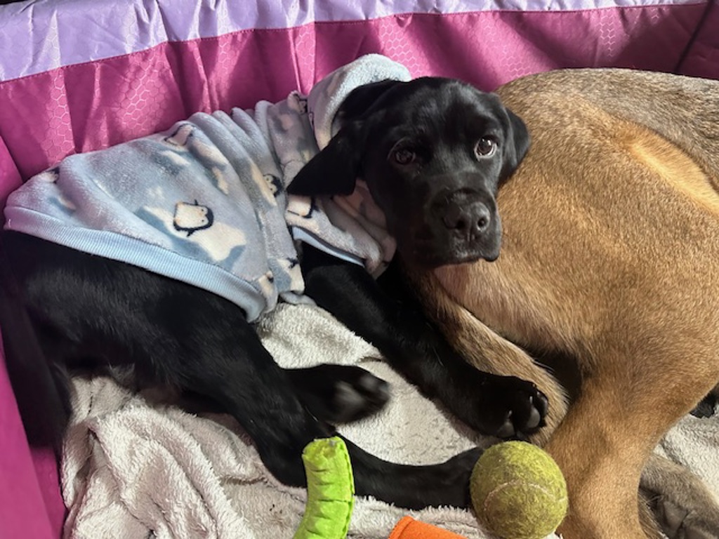 Gilbert - Large Male English Springer Spaniel x Rottweiler Mix Dog in ...