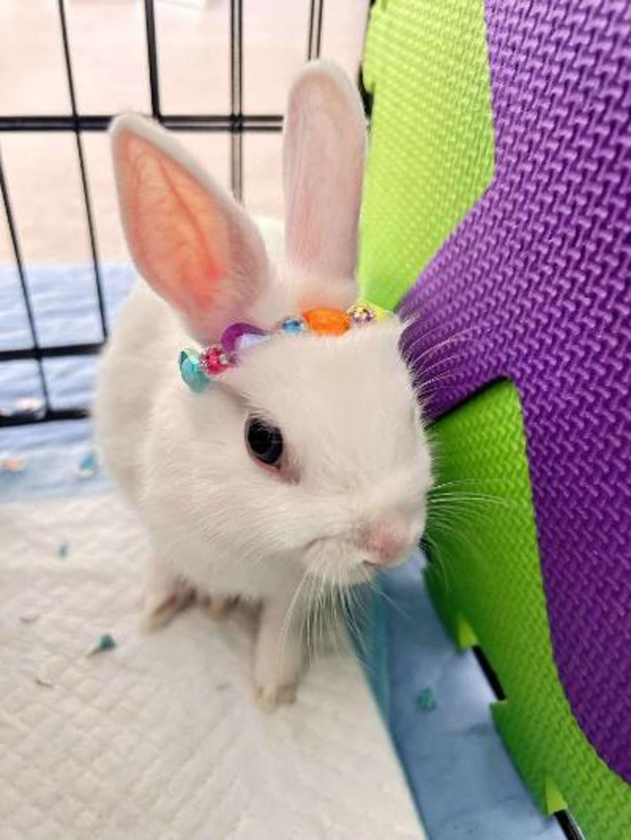 Kiki - Male Dwarf Rabbit in VIC - PetRescue