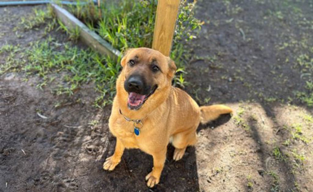 Daisy Ridgeback Daisy - Large Female German Shepherd x Rhodesian Ridgeback Mix Dog in ...