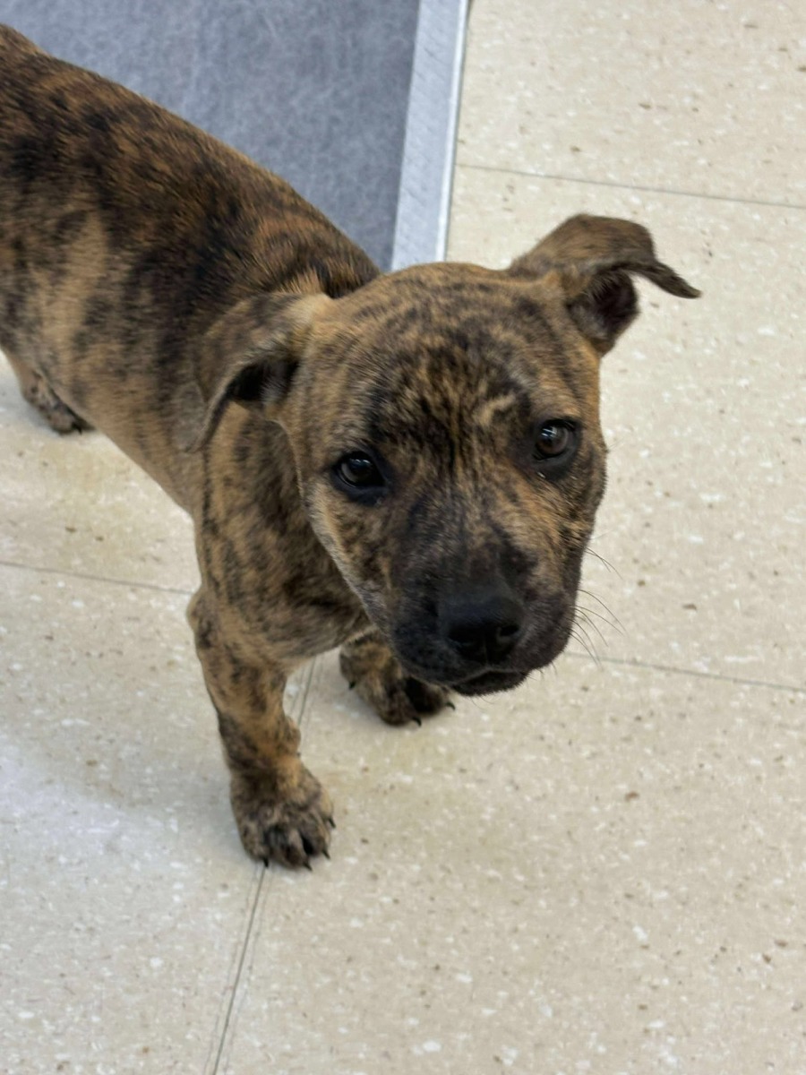 Tiggy Medium Female Staffordshire Bull Terrier Mix Dog In QLD PetRescue Tiggy Medium Female Staffordshire Bull Terrier Mix Dog In QLD PetRescue