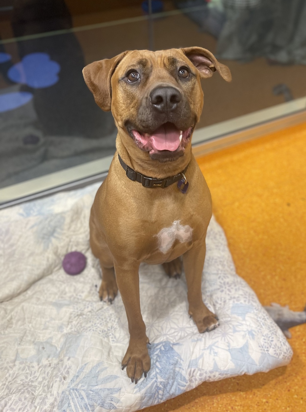 Benji - Medium Male Rhodesian Ridgeback x American Staffordshire Bull ...