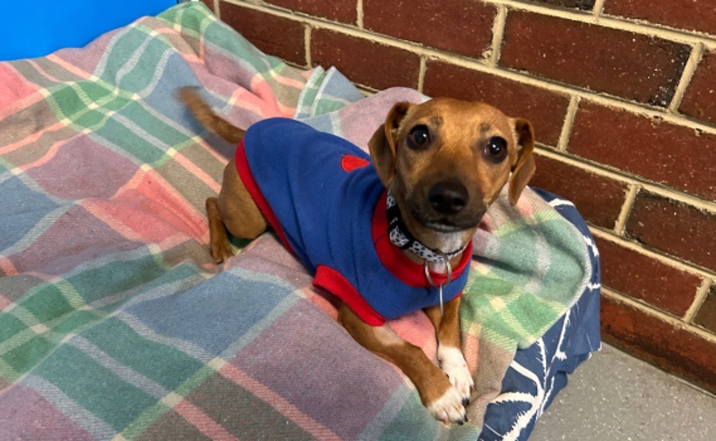 Luna-Roo - Small Female Jack Russell Terrier Mix Dog in VIC - PetRescue