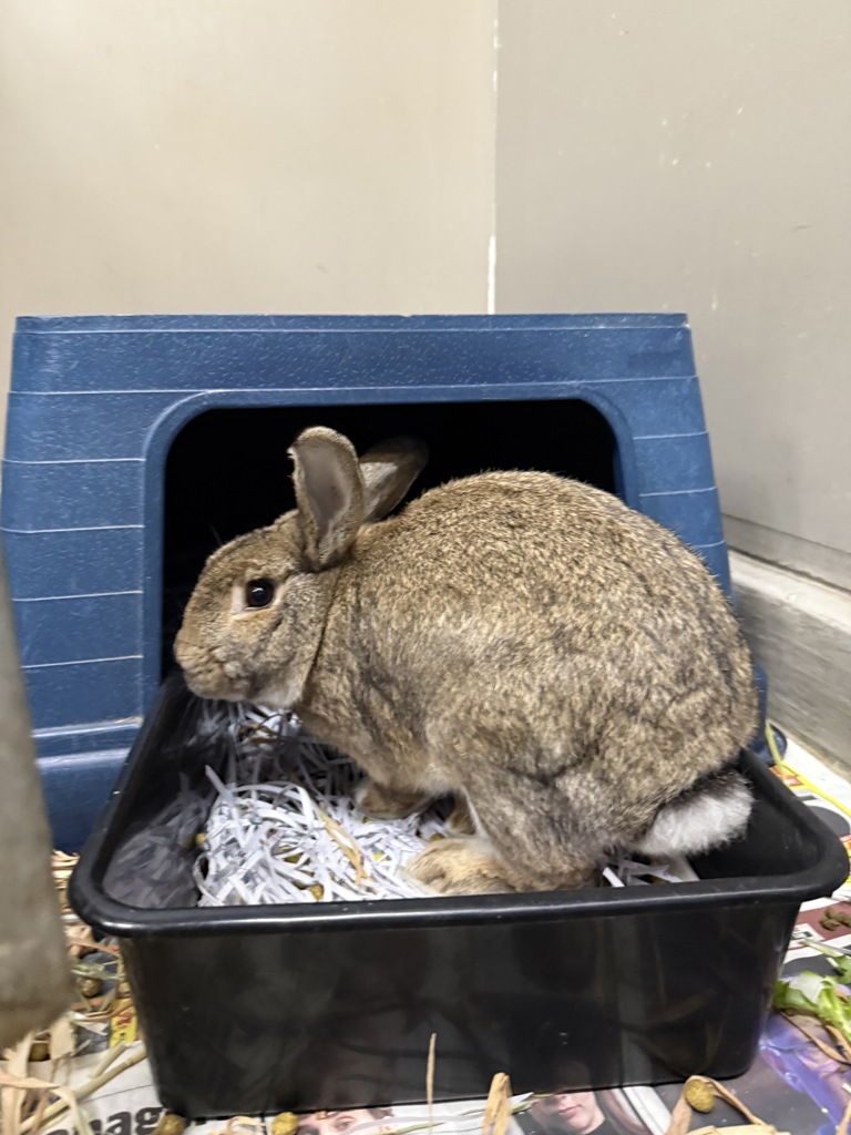 Andy - Male Bunny Rabbit Mix Rabbit in WA - PetRescue