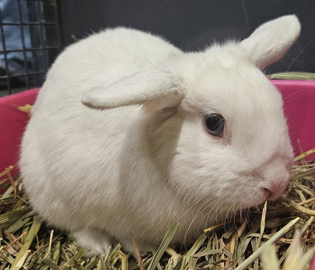 Darling Rabbit Darling - Male Dwarf Mix Rabbit in VIC - PetRescue