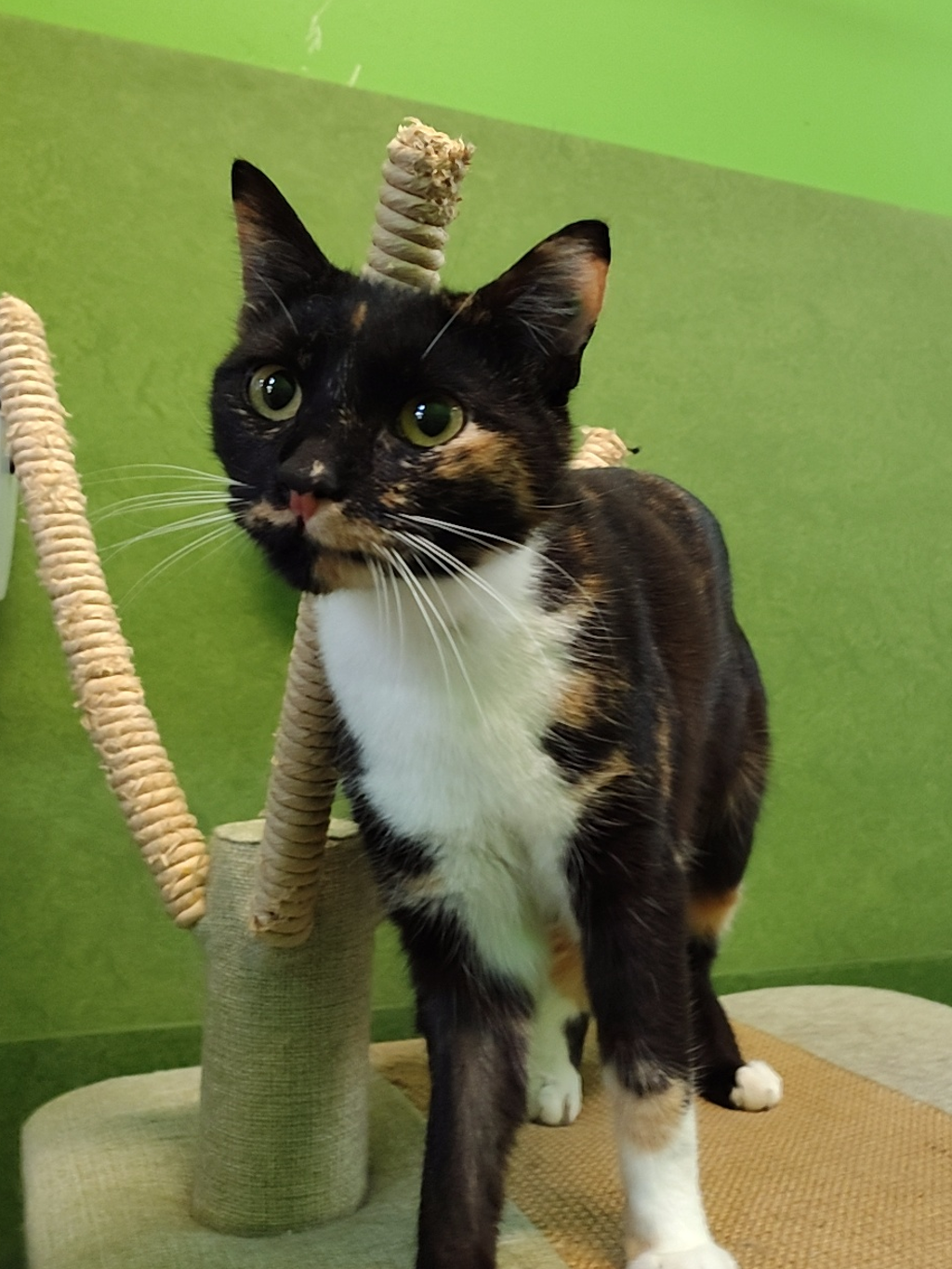 Tam Tam - Female Domestic Short Hair Cat in VIC - PetRescue