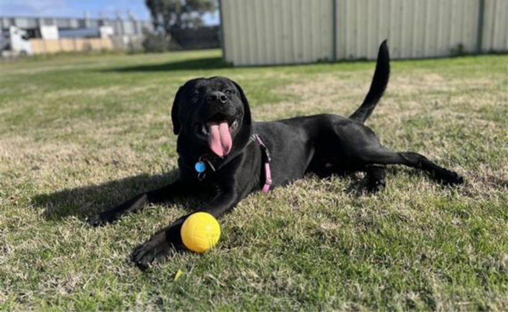 Bear - Large Male Rottweiler x Italian Corso Mix Dog in VIC - PetRescue