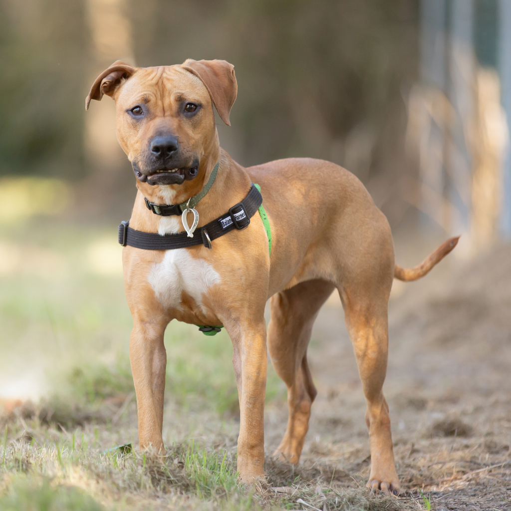 Honey chippie Medium Female Staffordshire Bull Terrier Mix Dog In Honey chippie Medium Female Staffordshire Bull Terrier Mix Dog In