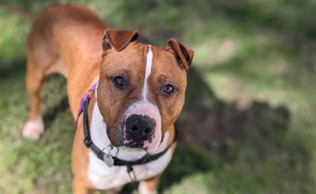 Neptune - Small Male American Staffy Mix Dog in VIC - PetRescue