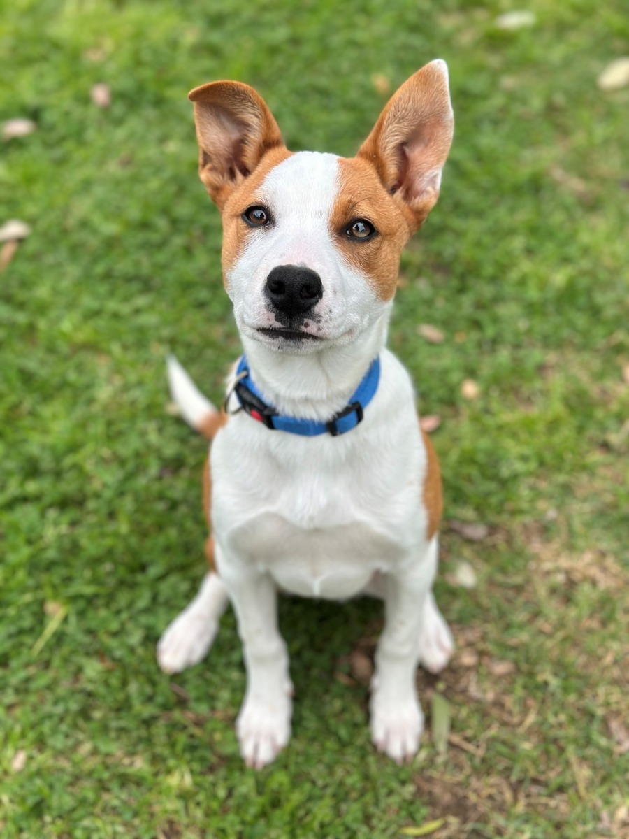 Sally - Medium Female Staffordshire Bull Terrier Mix Dog in ...