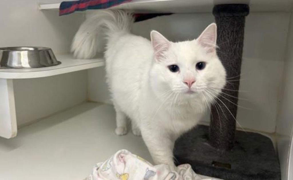 Romeo - Male Angora Mix Cat in VIC - PetRescue