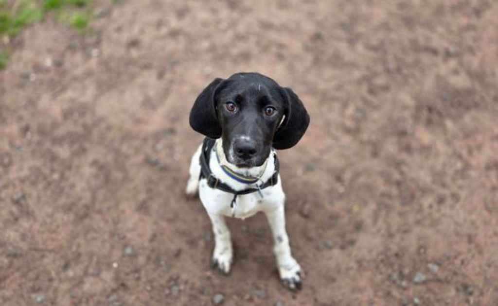 Pointer X Eleanor - Medium Female German Shorthaired Pointer x Harrier Mix Dog in ...