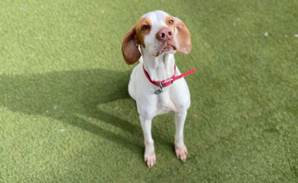 Jessie - Medium Female Pointer Mix Dog in VIC - PetRescue