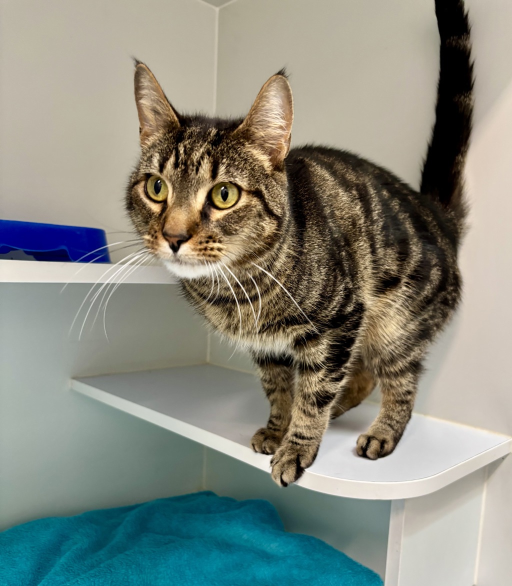 MacKa - Male Domestic Short Hair Mix Cat in VIC - PetRescue