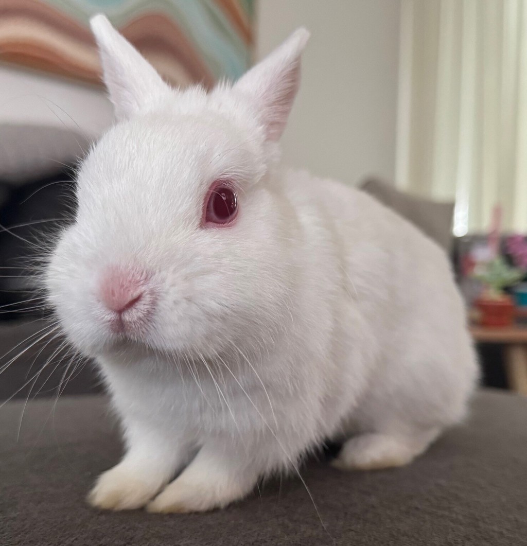 Swarovski - Female Netherland Dwarf Rabbit in VIC - PetRescue