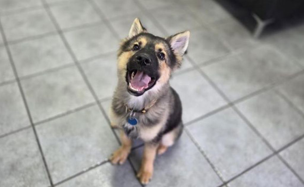 Archie - Medium Male German Shepherd Mix Dog in VIC - PetRescue