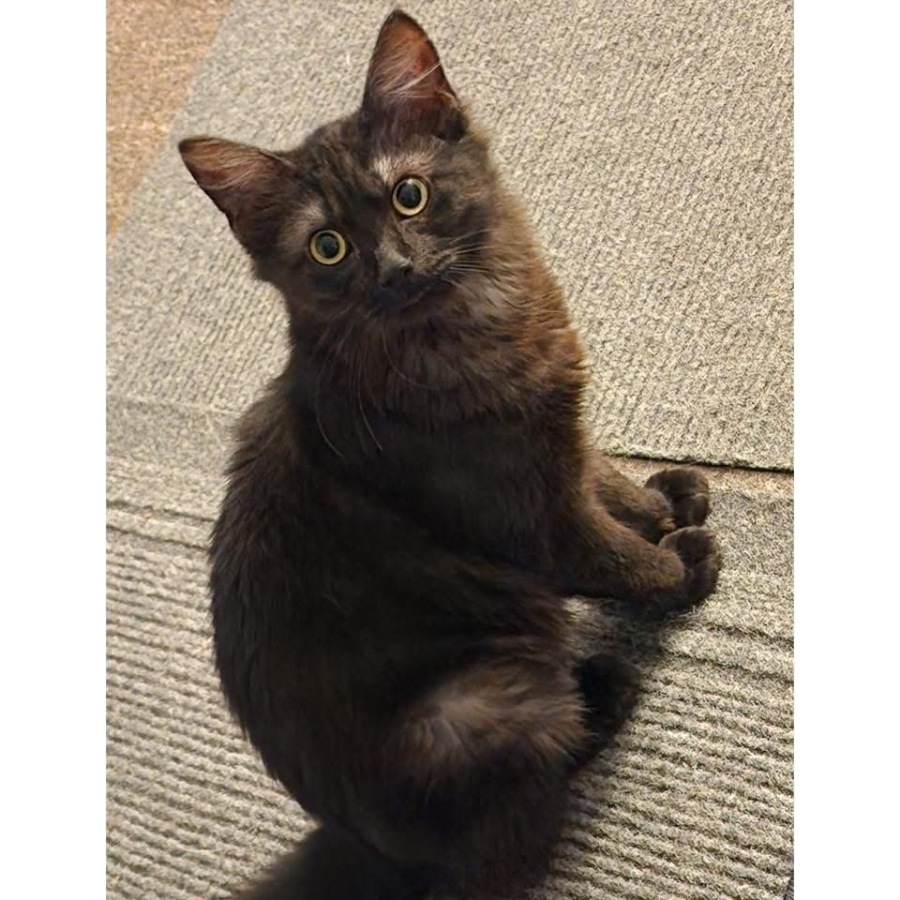 12614 Smokey Female Domestic Long Hair (DLH) Cat in WA PetRescue