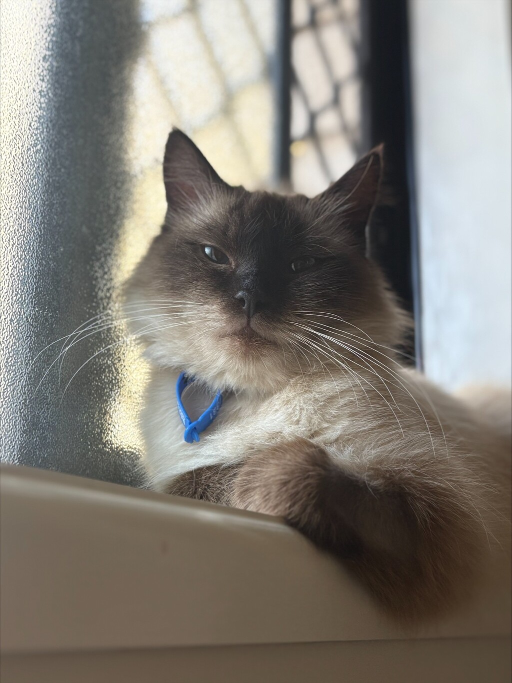 Winnie - Female Ragdoll Mix Cat in QLD - PetRescue