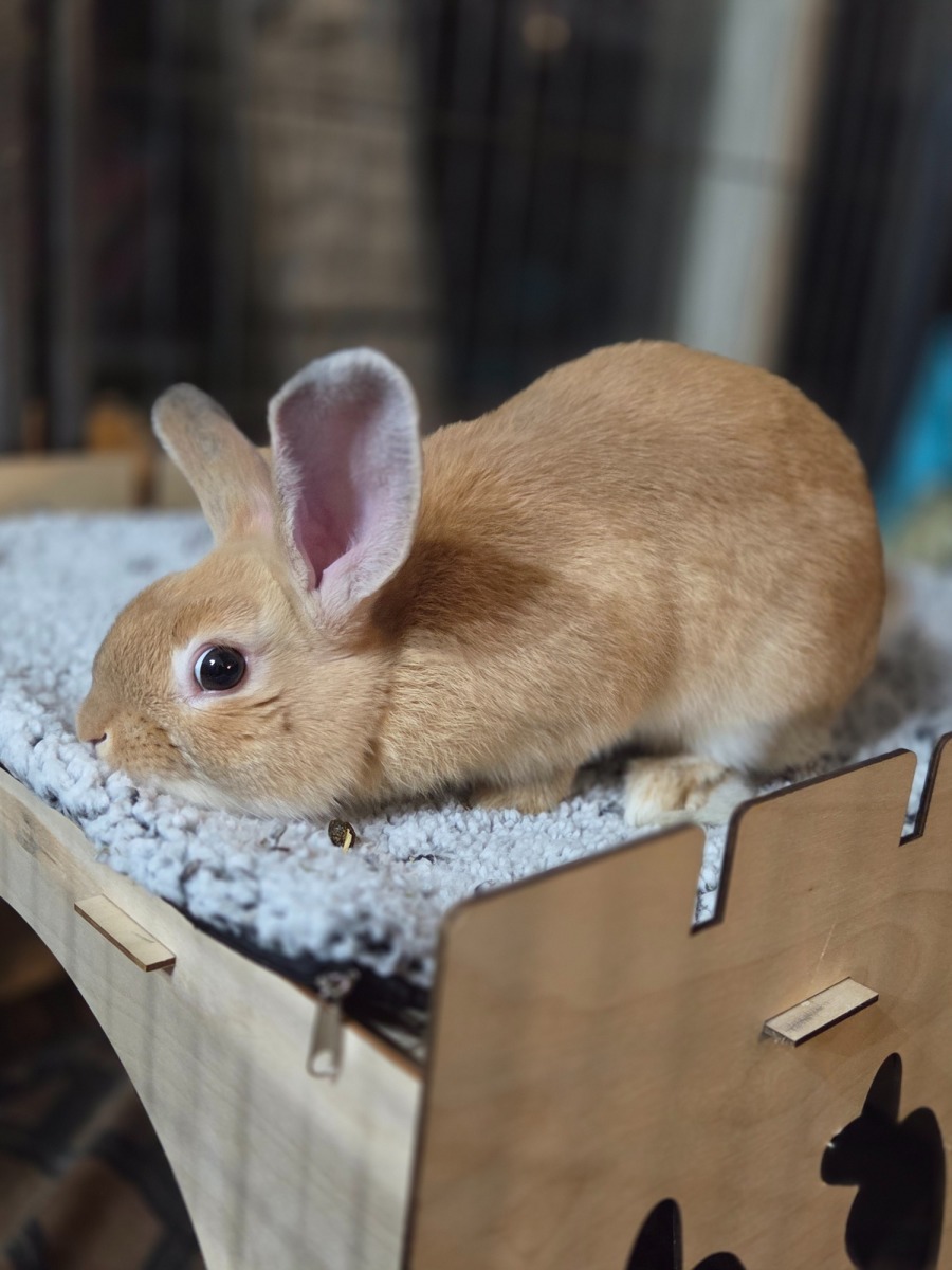 Fcinnamon Rabbit Goldie - Male Cinnamon Mix Rabbit in VIC - PetRescue