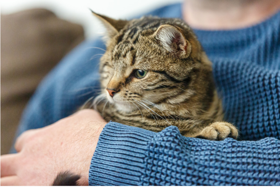 20 years and six defining moments for pets in Australia - PetRescue
