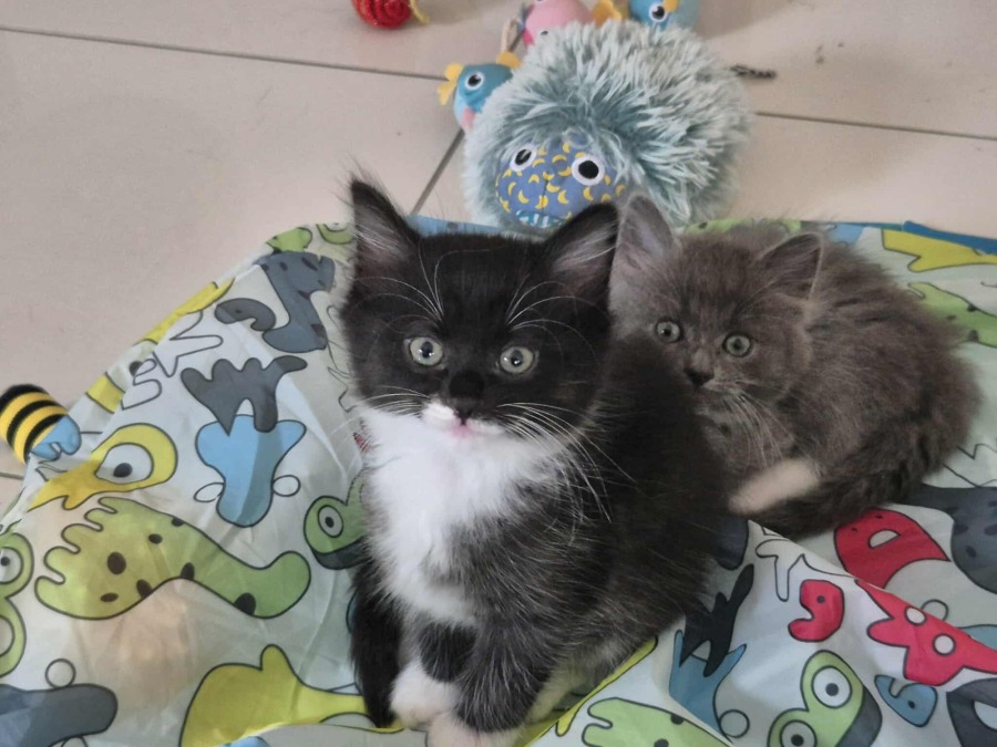 Mollie - Female Domestic Medium Hair (DMH) Cat in QLD - PetRescue