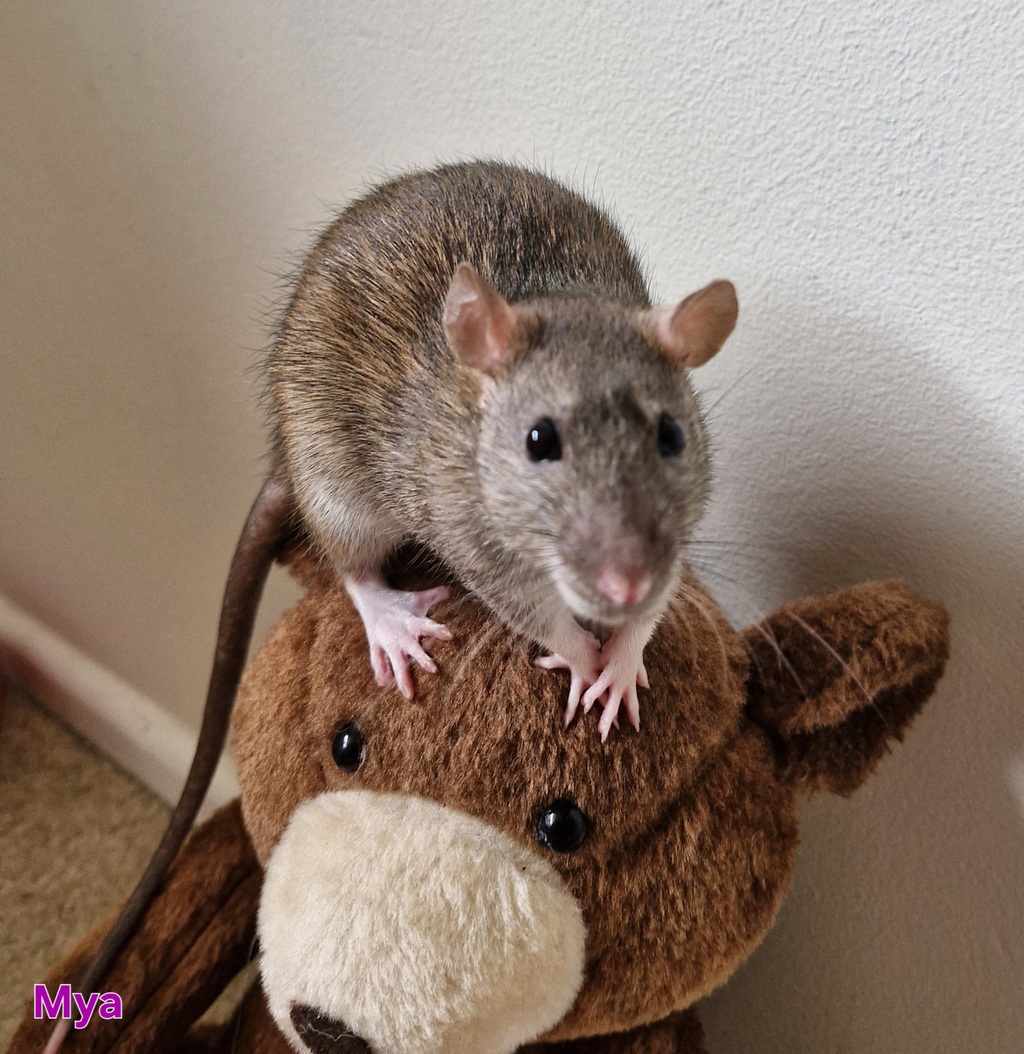 Mixture Rats sage - Female Rat Mix Rat in QLD - PetRescue
