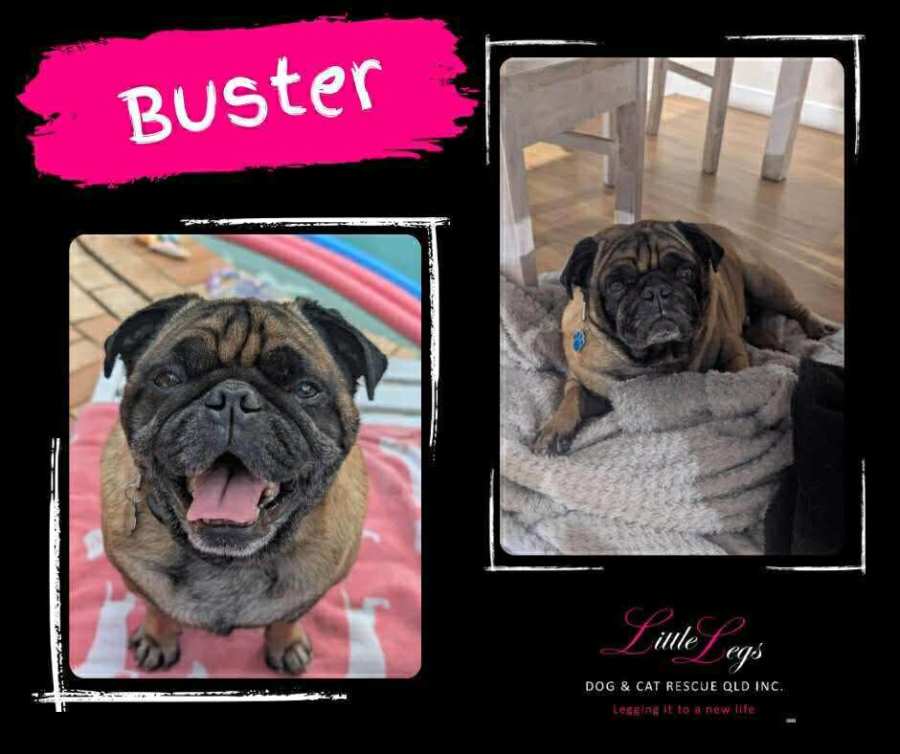 Buster - Small Male Pug Dog in QLD - PetRescue