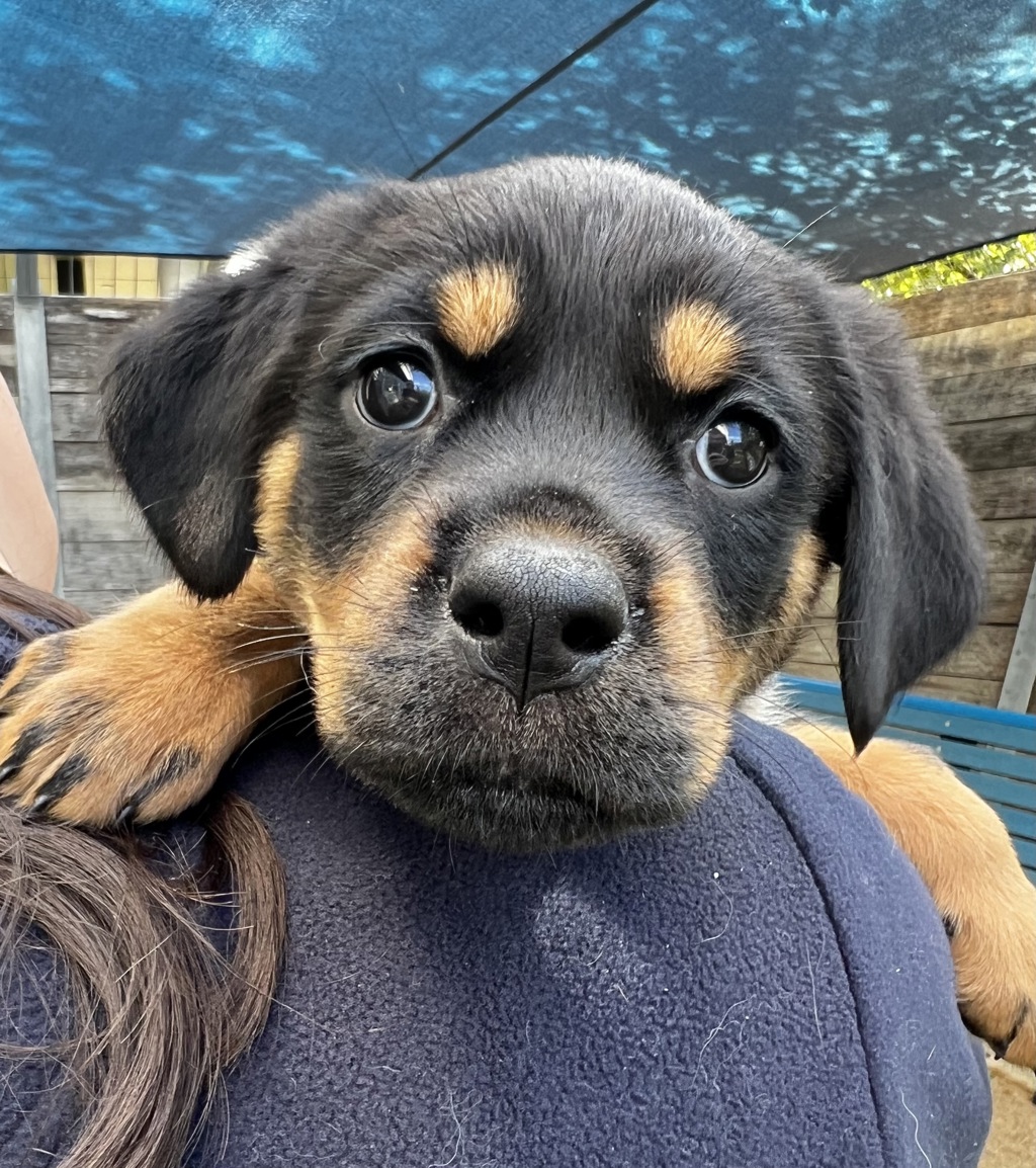 Diesel - Large Male Rottweiler Dog in VIC - PetRescue