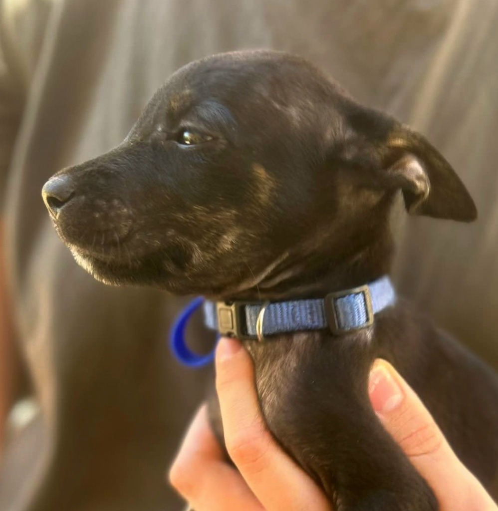 Chet - Medium Male Mixed breed Mix Dog in WA - PetRescue