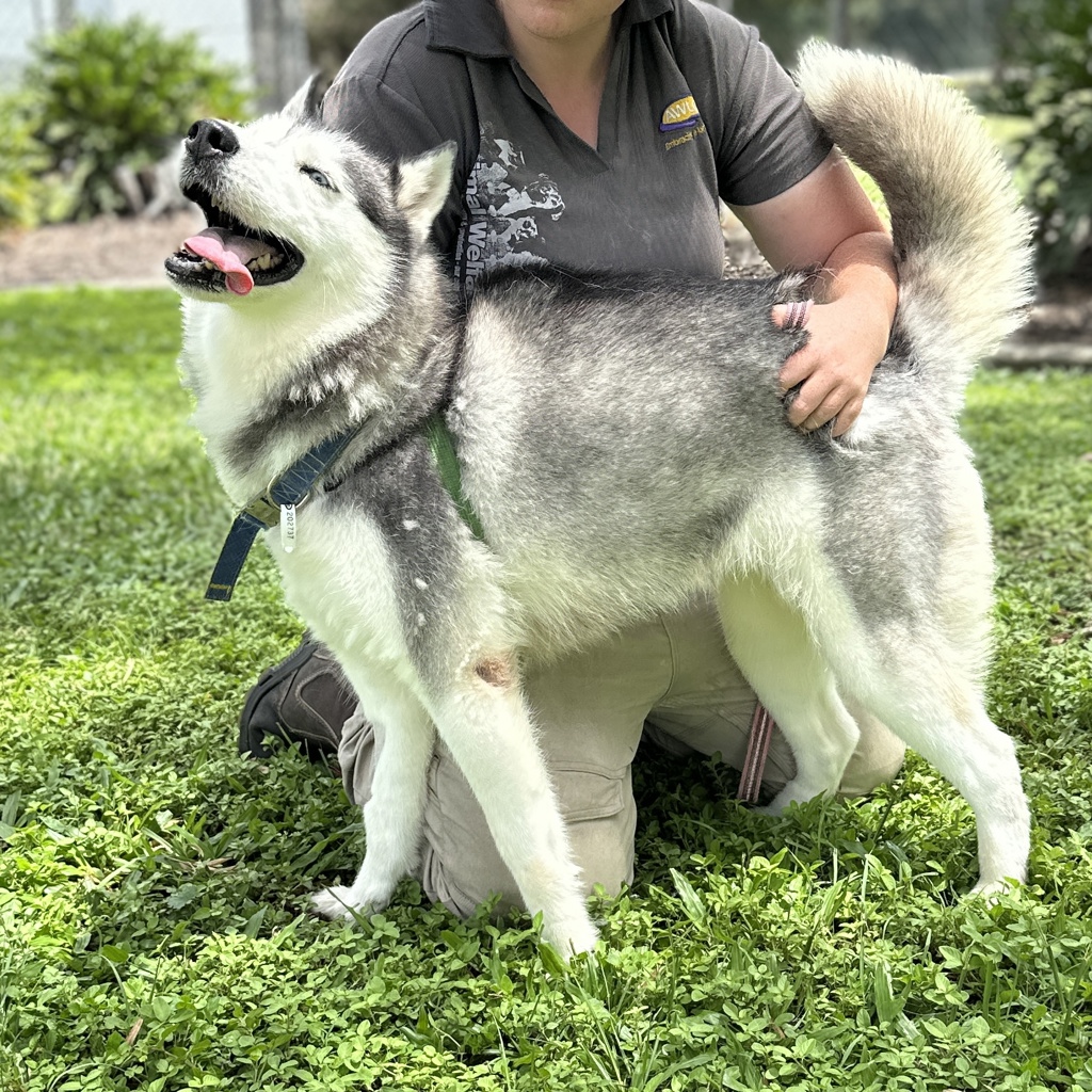 Husky X Pow Pow - Large Female Siberian Husky Mix Dog in QLD - PetRescue