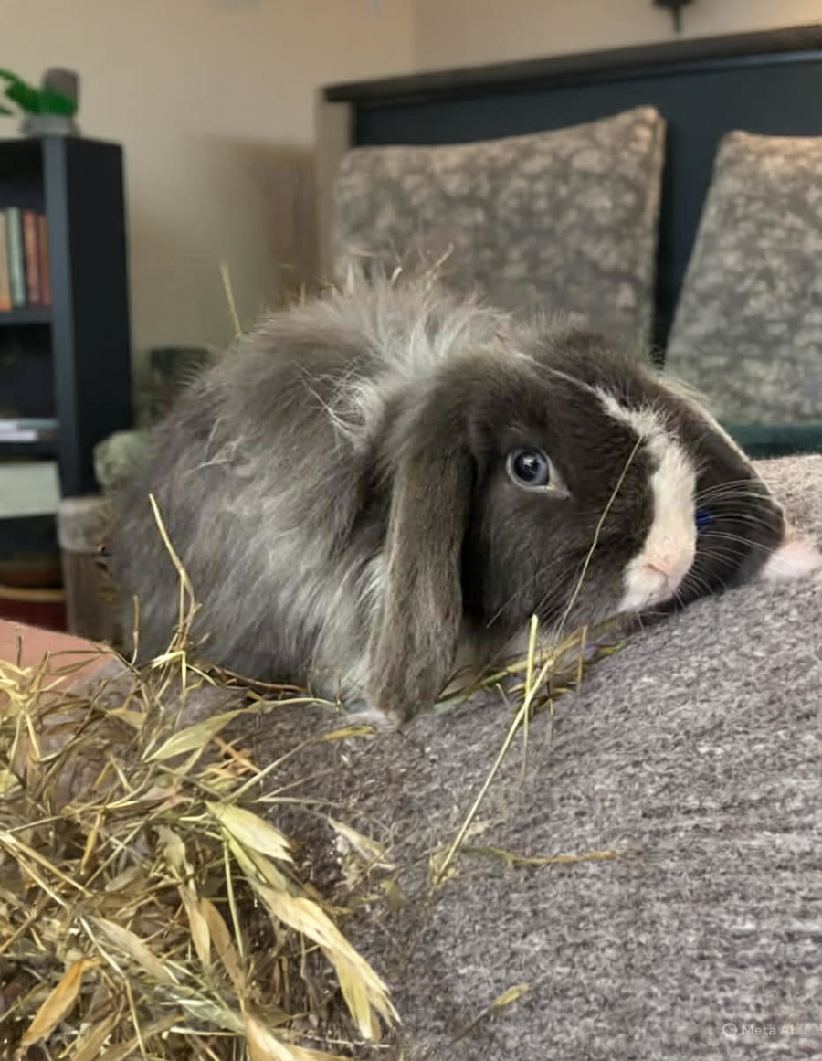Cashmere Rabits Richelle - Female Cashmere Lop Rabbit in VIC - PetRescue