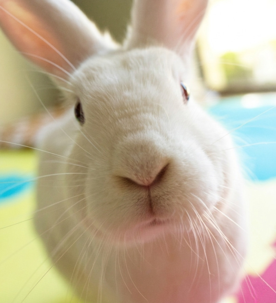 Mixy Rabbits Harriette - Female Domestic Mix Rabbit in WA - PetRescue