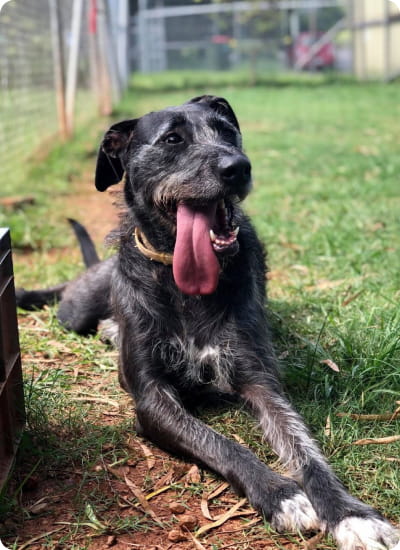 Dog with tongue out laying on grass