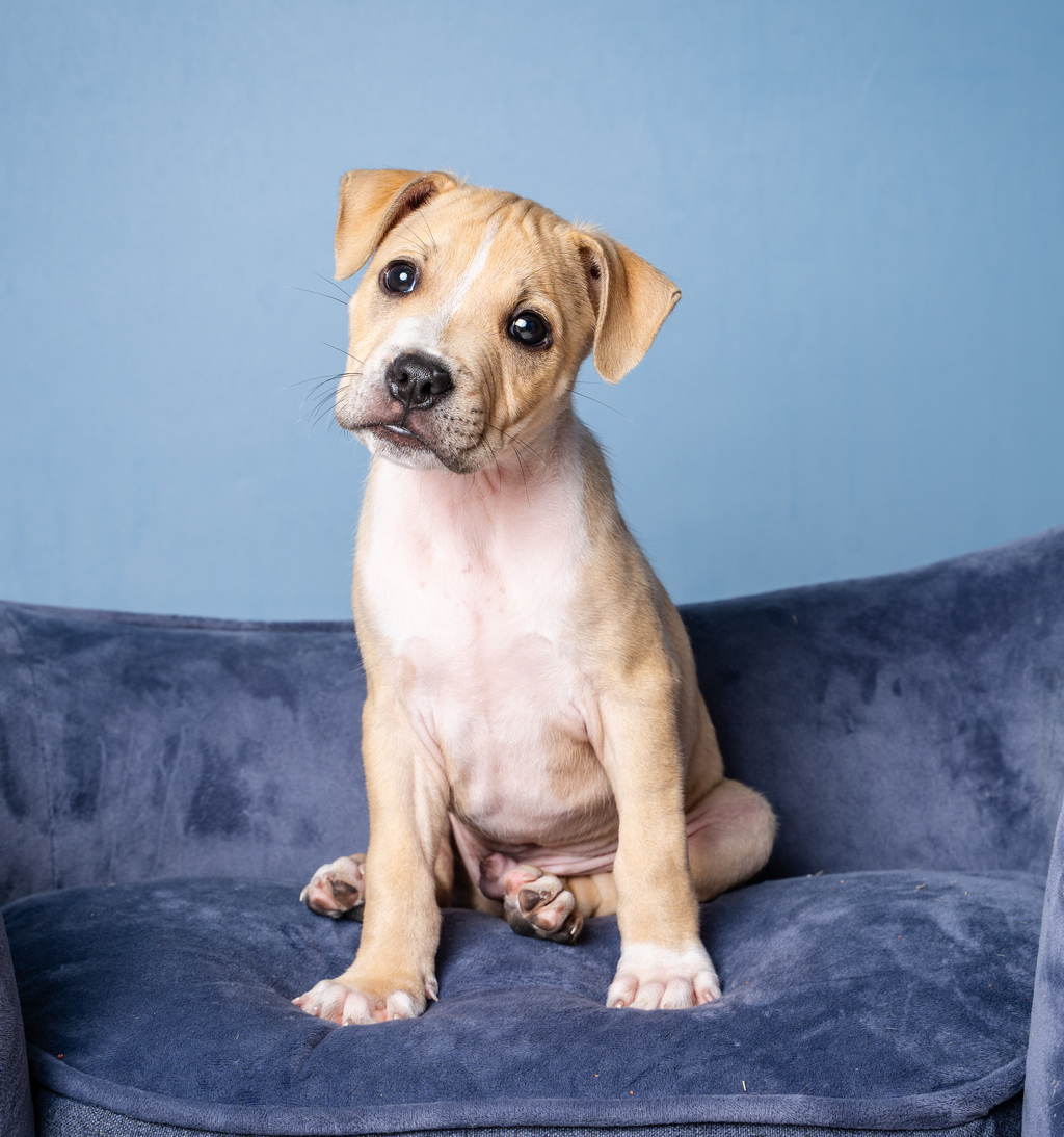 Simba - Medium Male Bull Arab Mix Dog in QLD - PetRescue