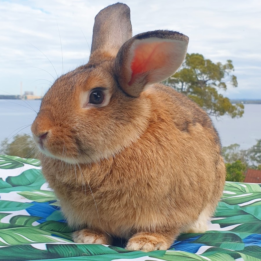 Nutmeg - Male Mix Rabbit in ACT - PetRescue