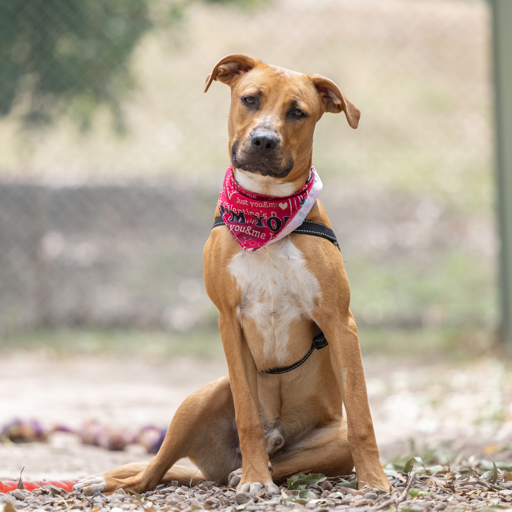 Australian Ridgeback Collars Axel - Medium Male Rhodesian Ridgeback x Australian Kelpie Mix Dog in ...