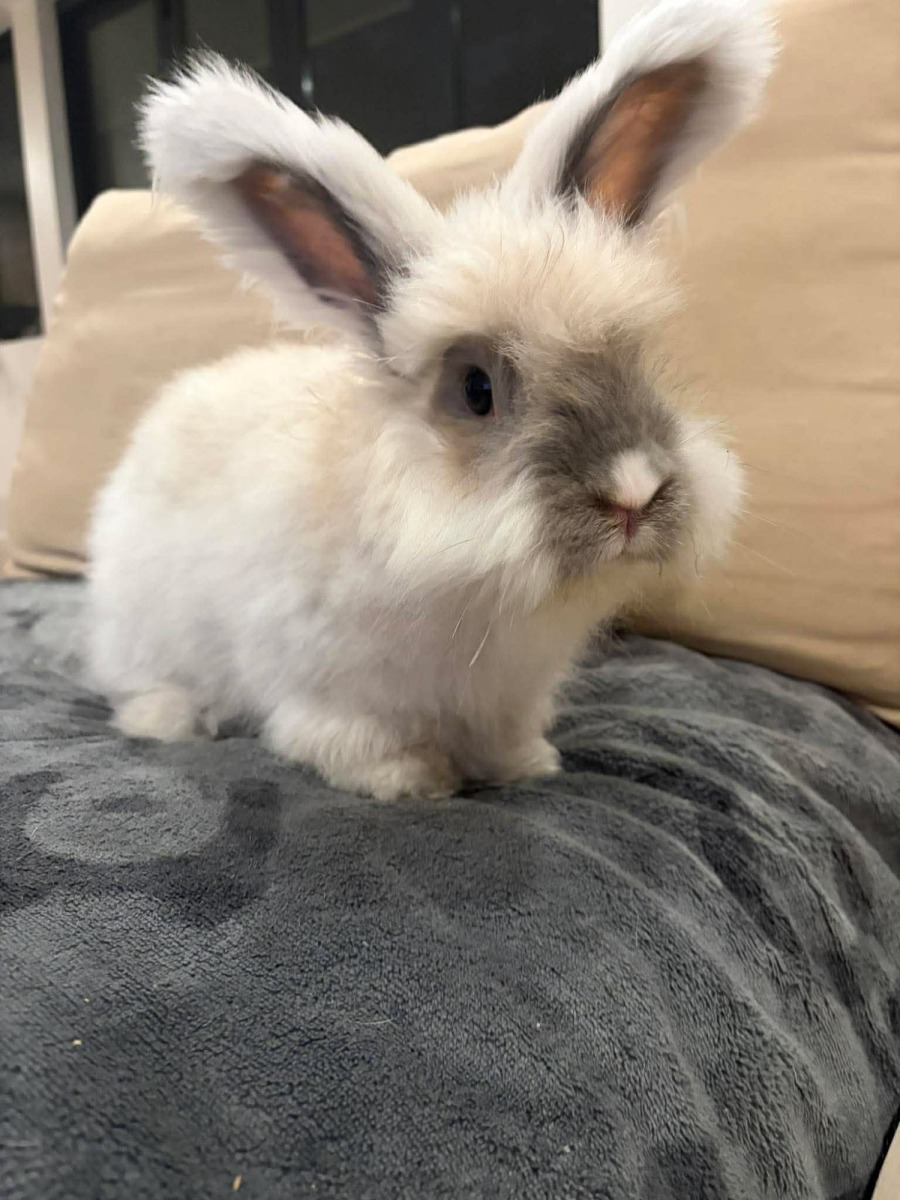 Noah - Male Angora Rabbit in VIC - PetRescue