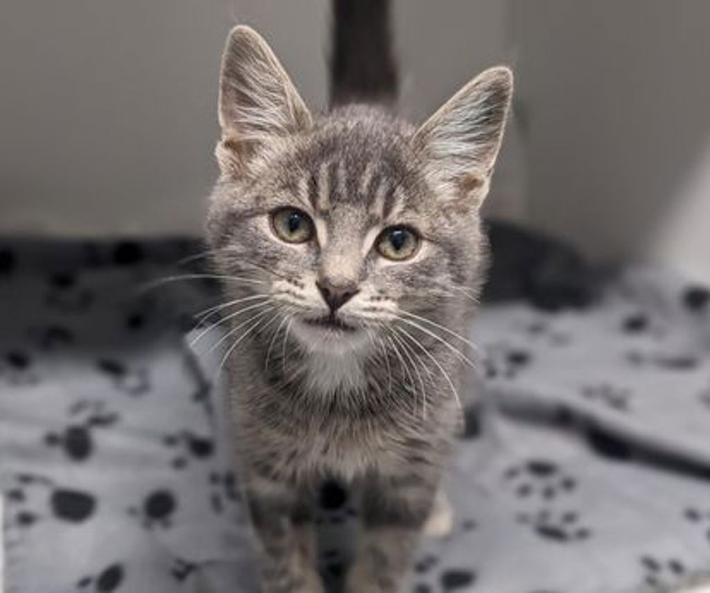 Sweet Rascal Yercaud Pets Pedro Rascal - Male Domestic Short Hair Mix Cat in VIC - PetRescue