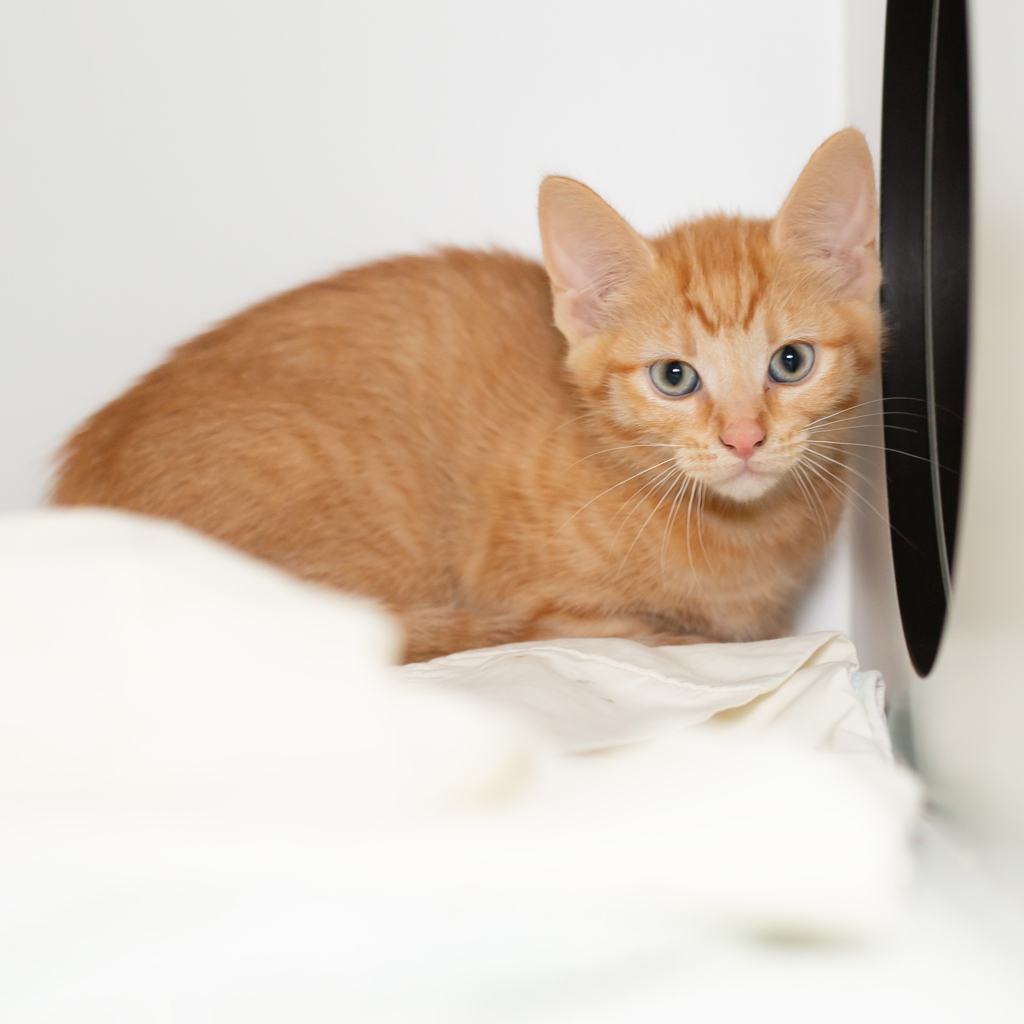 Percephony Rescued Persephone - Female Domestic Short Hair Mix Cat in QLD - PetRescue