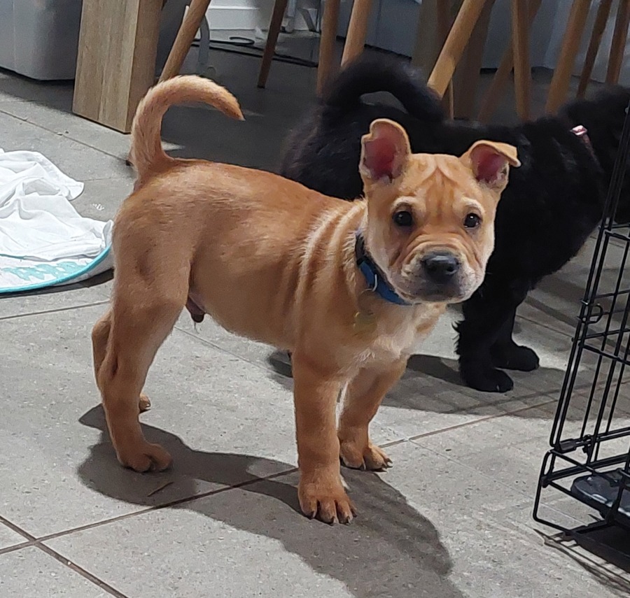 Heng - Medium Male Shar Pei x Staffordshire Bull Terrier Mix Dog in VIC ...