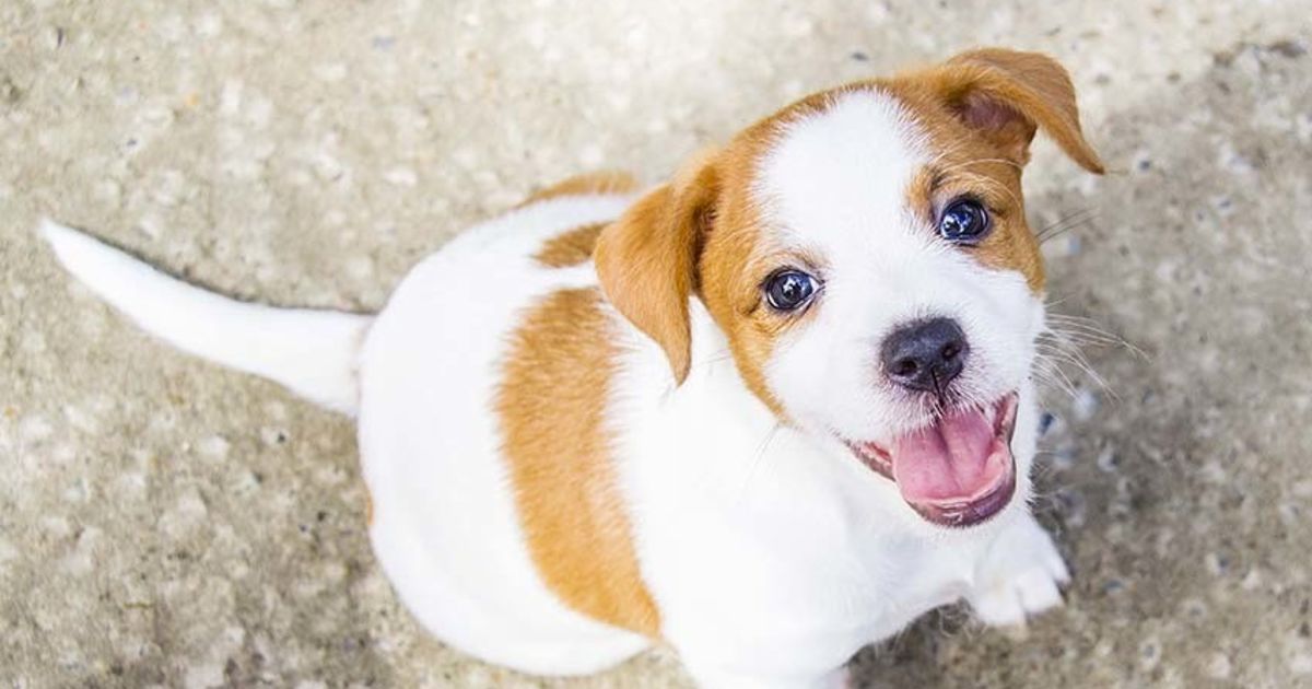 Tilly Jack Russell X Puppy On Trial 26 3 17 Small Female
