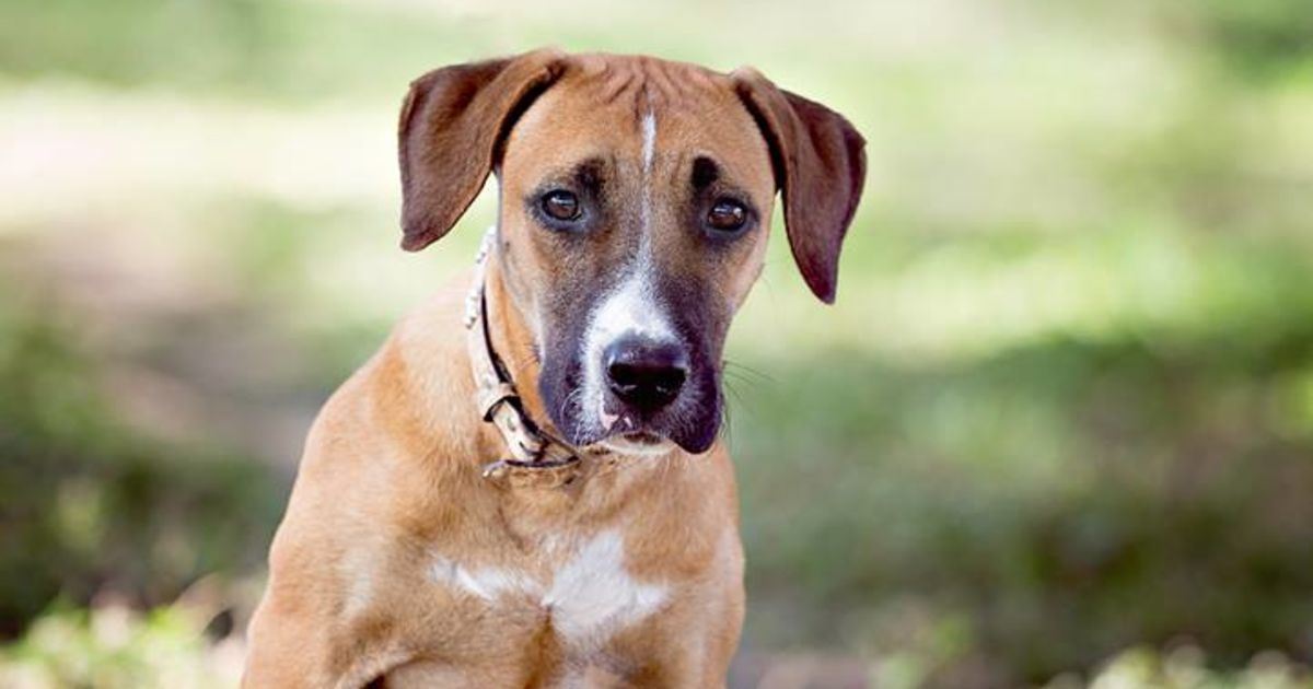 Benny - Large Male Bull Arab x Ridgeback Mix Dog in QLD - PetRescue