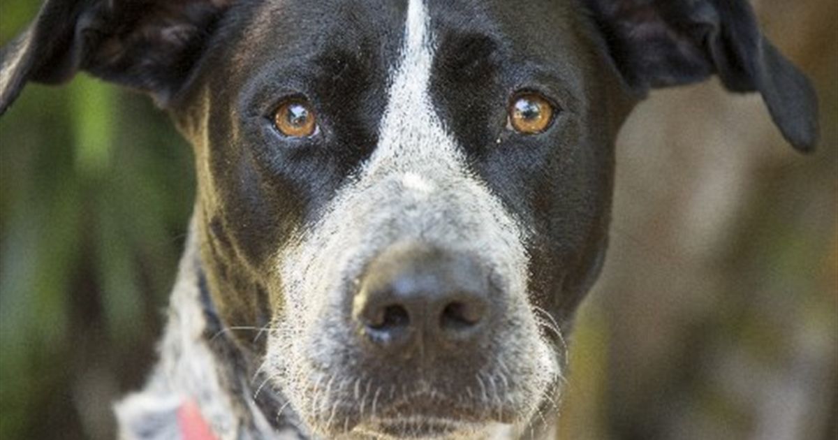 Layla Large Female Australian Cattle Dog x German Shorthaired Pointer