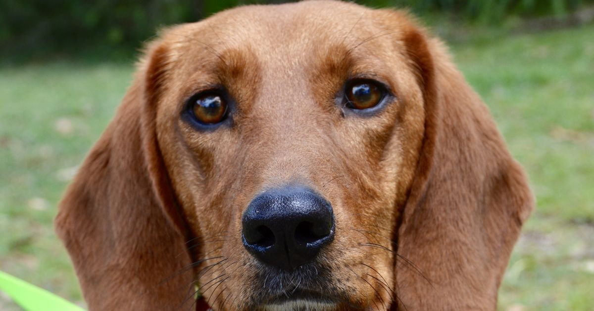 Bassie - Medium Female Basset Hound x Labrador Mix Dog in NSW - PetRescue