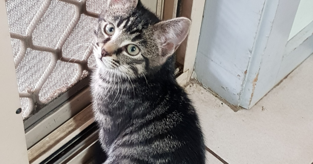 Tomi Male Domestic Short Hair Cat In Vic Petrescue