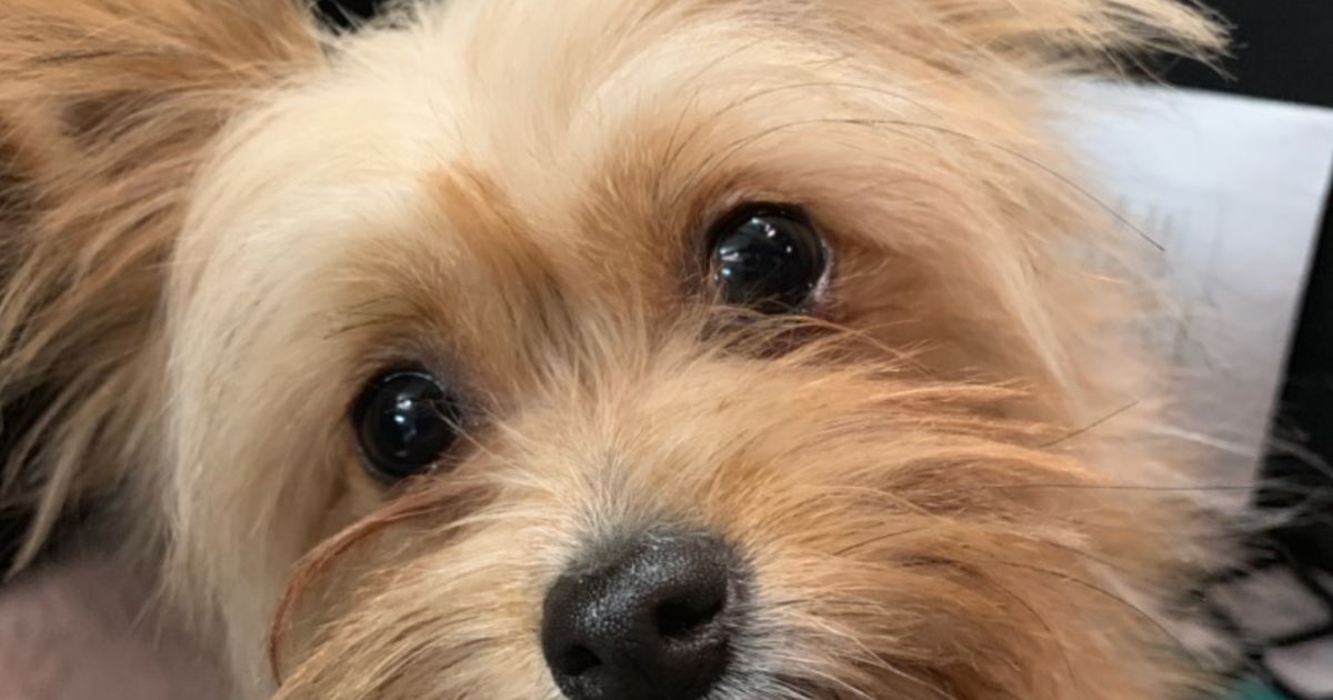 Chewie Small Female Maltese x Silky Terrier Mix Dog in NSW PetRescue