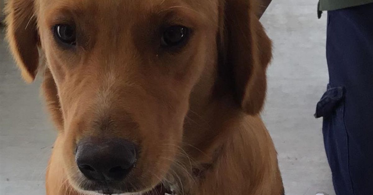 Duck Tolling Retriever Golden Retriever Mix
